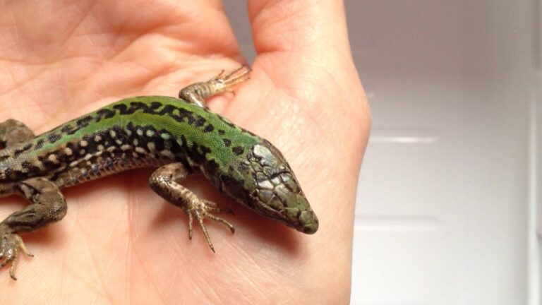 La Lucertola: Un Predatore Carnivoro Sottovalutato
