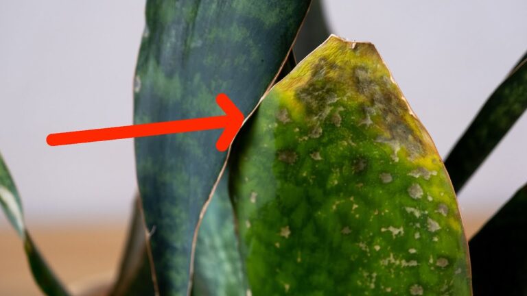 Cause e soluzioni per le foglie marce alla base della Sansevieria