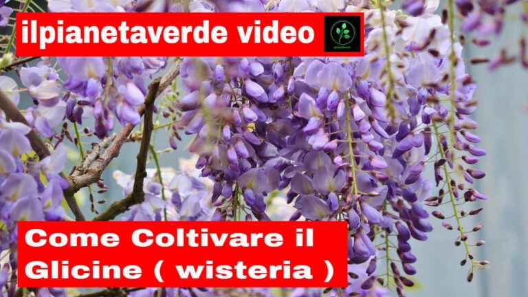 Malattie del Glicine: Prevenzione e Cura Efficace