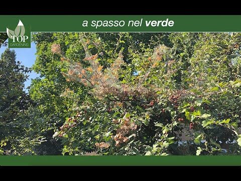 Ragnatele su Piante: Cause e Soluzioni Efficaci