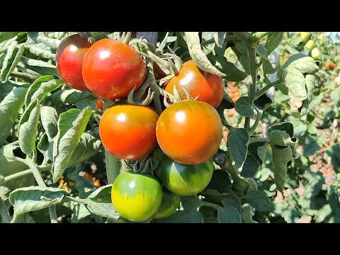 Scoprire il Pomodoro Nero Sardo: Un Tesoro della Tradizione Agricola Italiana