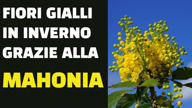 Fiori Gialli Invernali: Bellezza e Resilienza nella Stagione Fredda