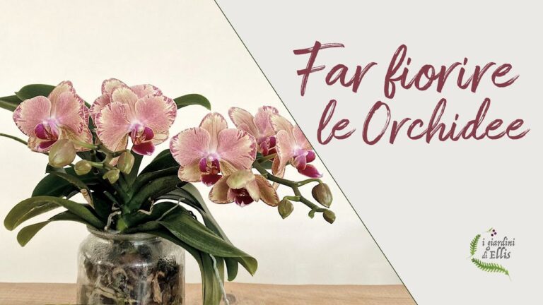 Guida per Far Fiorire l’Orchidea