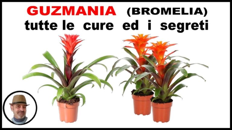 Scopri la Pianta con Fiore Rosso a Spiga