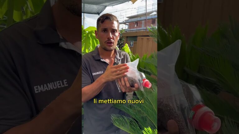 Rimedi per le Foglie Gialle della Cycas