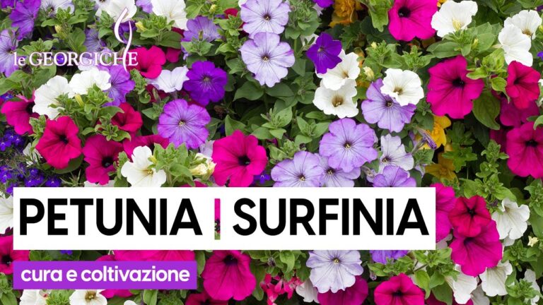 Guida alla Coltivazione della Surfinia Rossa