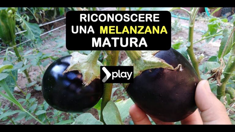 Guida alla Raccolta delle Melanzane: Quando e Come Farlo