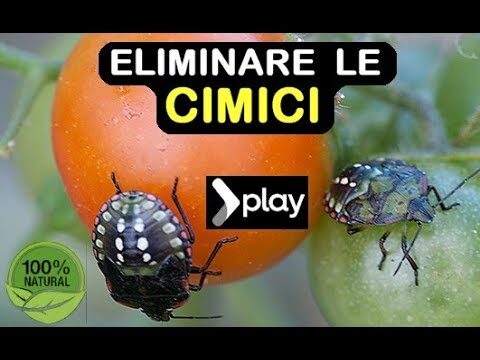 Soluzioni Efficaci contro i Veleni per Cimici