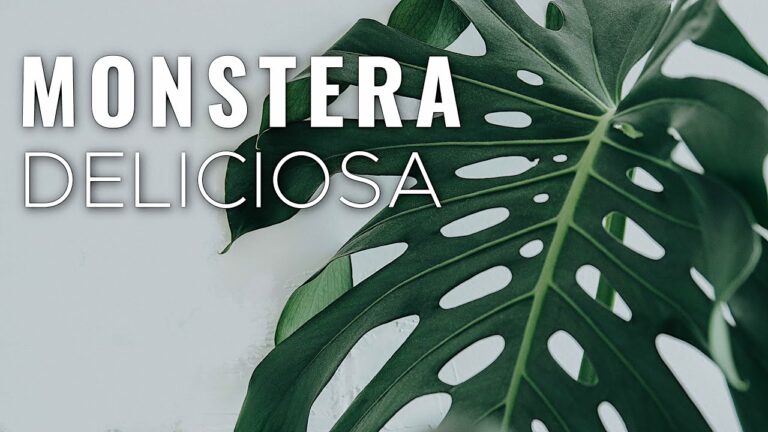 Monstera: Cura delle Foglie Senza Buchi