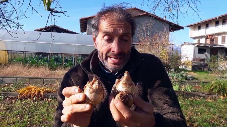 Quando piantare i bulbi di narciso: guida pratica