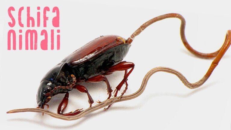 I parassiti delle cavallette: impatti e soluzioni