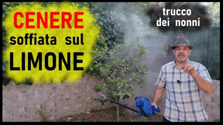 Cenere per Limoni: Un Fertilizzante Naturale Efficace