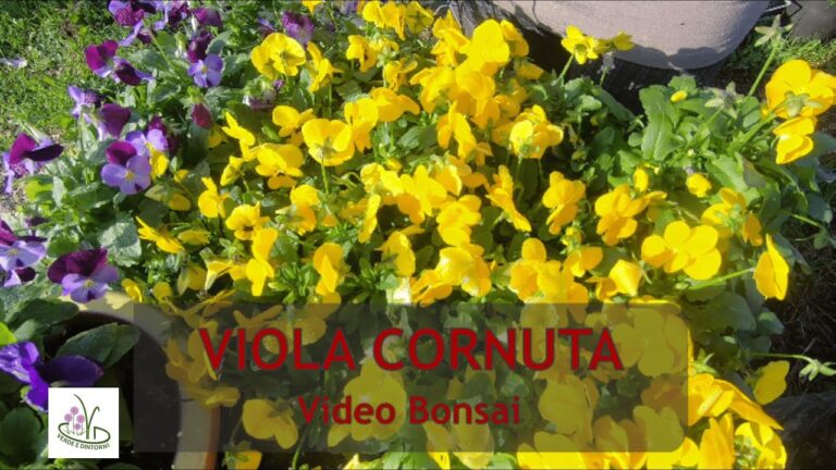 Piante Viola: Guida ai Nomi e Variet&agrave;