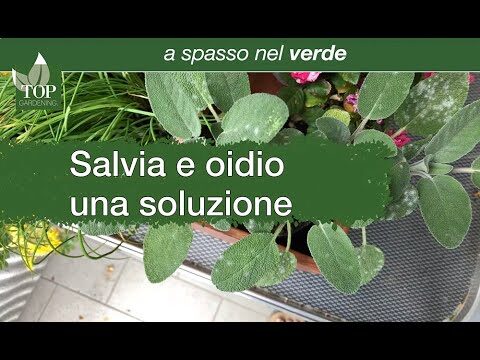 Oidio: È Sicuro Mangiarlo?
