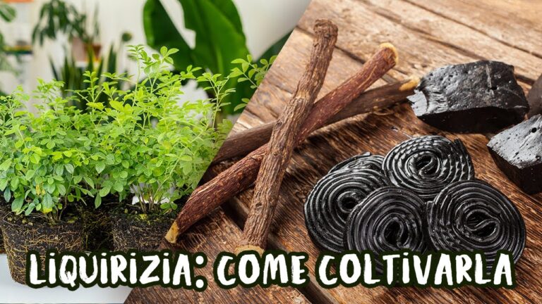 Coltivare la Pianta di Liquirizia in Vaso: Guida Pratica
