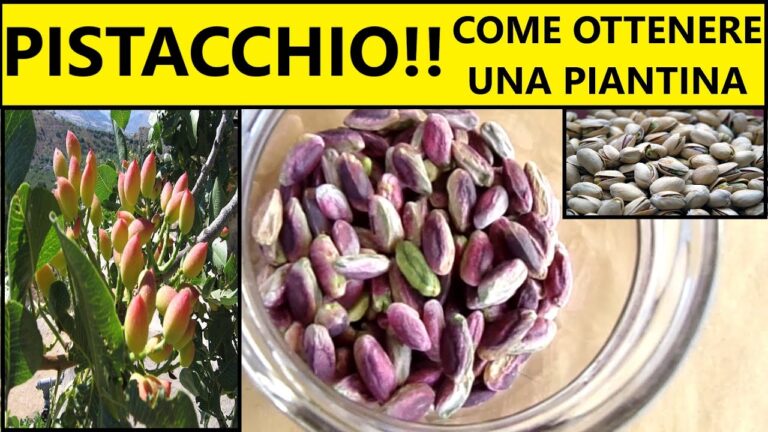 Fiori del Pistacchio: Bellezza e Sostenibilità nella Natura