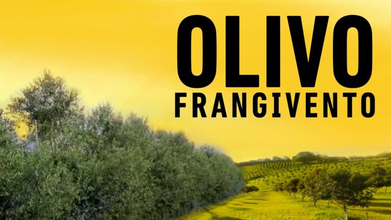 Siepe Olivo Cipressino: Guida alla Coltivazione e Cura