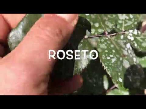 Bicarbonato di sodio: Un alleato in agricoltura
