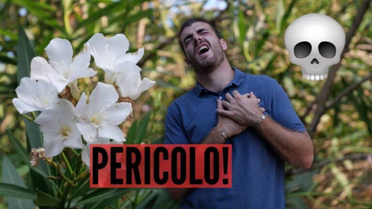 “Oleandri Gialli: Bellezza e Cura della Pianta”