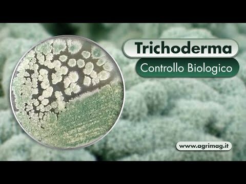 Prodotti a Base di Trichoderma: Innovazioni e Benefici nel Giardinaggio