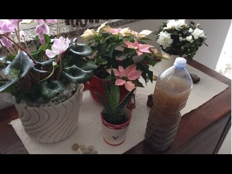 Potassio per Fioritura: Guida Essenziale per Piante Sano e Fiori Vibranti