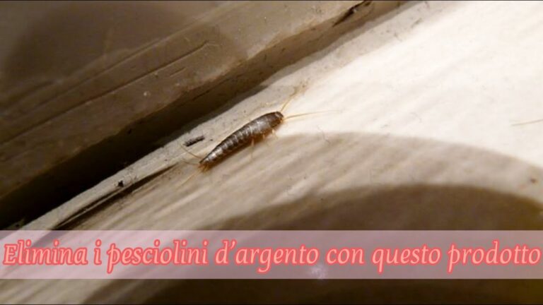 Insetticida Efficace per Pesciolini d’Argento