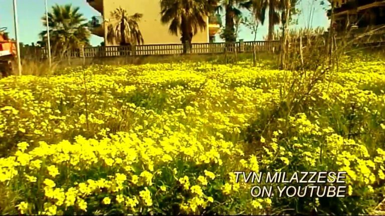 Sucameli Fiori: Bellezza e Benefici Naturali