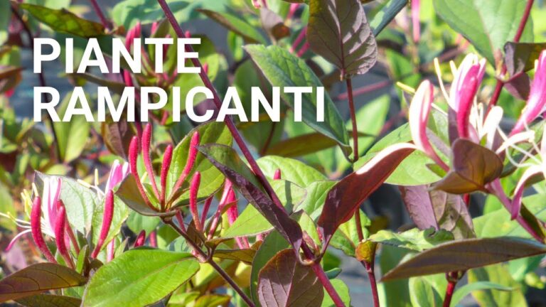 Piante Rampicanti da Esterno: Resistenza al Freddo e al Sole