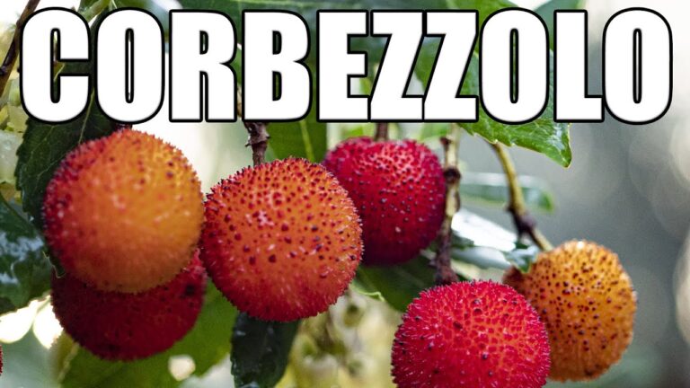 Corbezzolo: Altezza e Caratteristiche della Pianta
