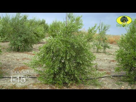 Kauritil Ultra WG: Efficacia e Vantaggi nell’Agricoltura Sostenibile