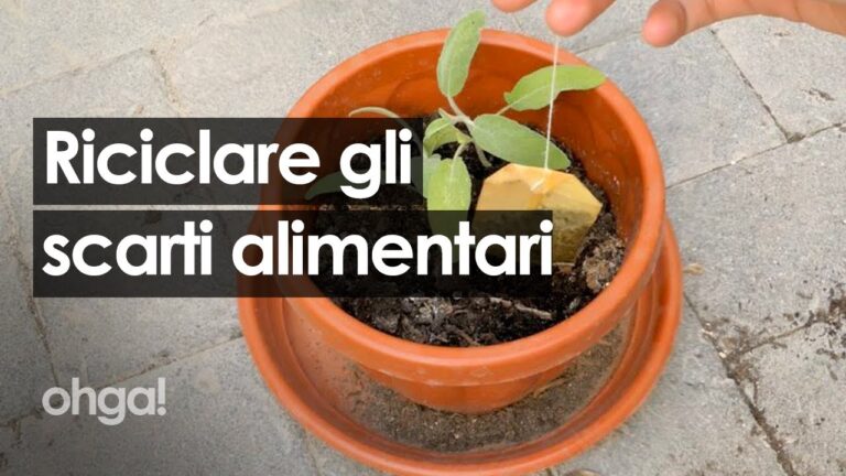 Bucce di Frutta: Un Concime Naturale per il Giardino