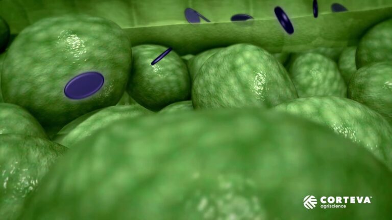 Prevenzione e Controllo della Scabbia delle Patate