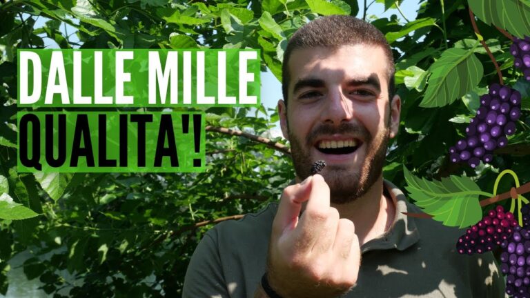 Alberi con Bacche Nere: Guida alla Scoperta e Cura
