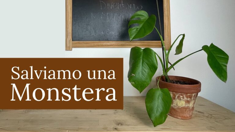 Monstera: Riconoscere e Prevenire il Problema dell’Eccesso d’Acqua