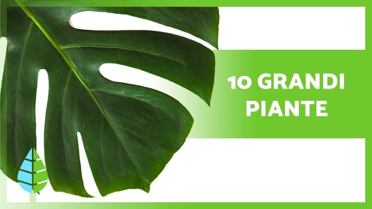Guida alle Piante Sempre Verdi da Interno