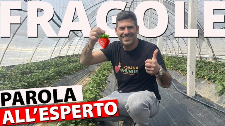 Guida alle Piante Fragole Professionali: Coltivazione e Cura Efficiente