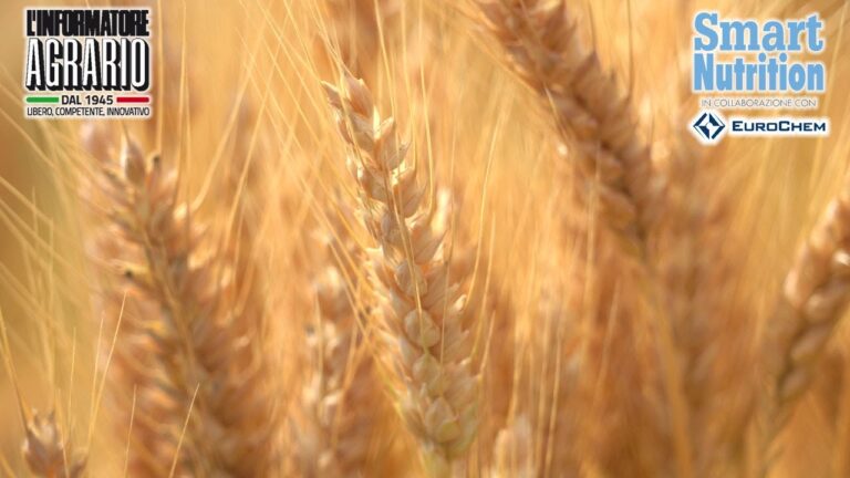 Ottimizzazione della Concimazione del Frumento con Urea