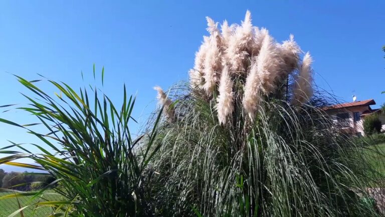 Bellezza e Eleganza delle Piante con Piume Bianche