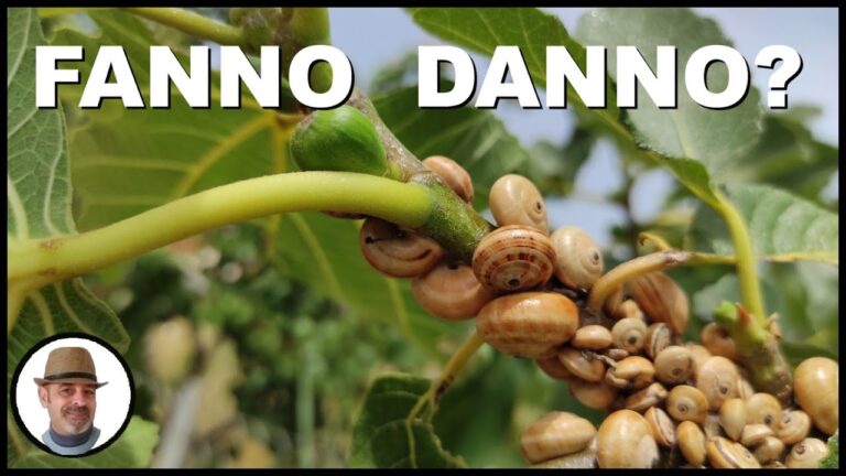 Guida alla Coltivazione delle Lumache Piccolissime in Giardino