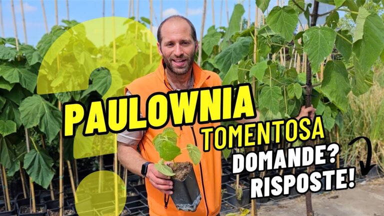 Paulownia: Vantaggi e Svantaggi