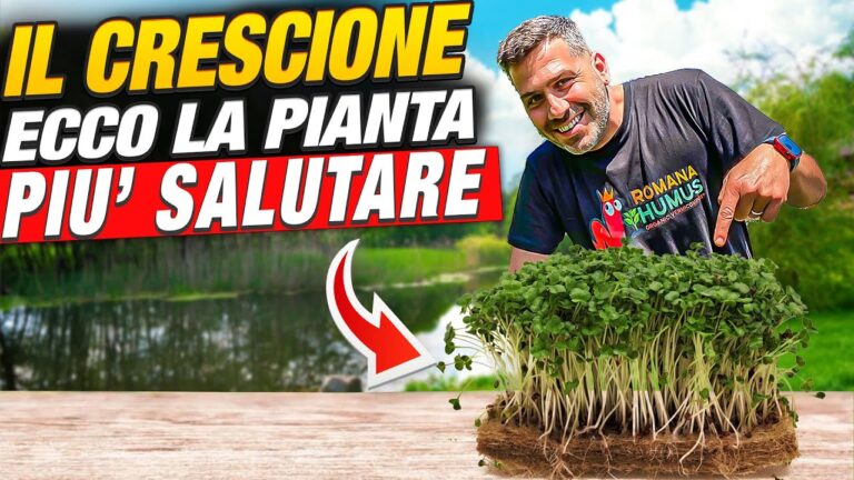Varietà di Crescione: Guida alla Coltivazione e Uso in Cucina