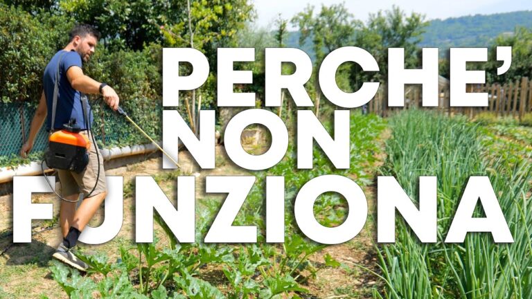 Zeolite Cubana: Il Segreto per un Pomodoro Perfetto
