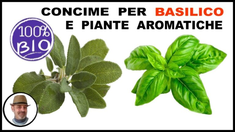 Guida all’uso del concime per basilico in vaso