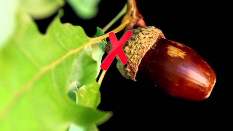 Differenze Tra Cerro e Quercia: Guida alla Distinzione Botanica