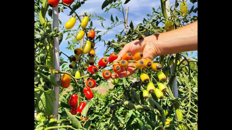 Rimedi Efficaci per il Marciume Apicale del Pomodoro