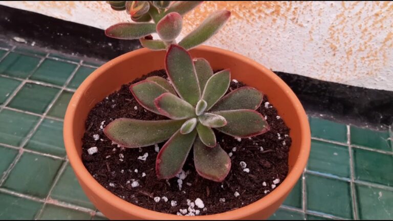 Echeveria Pulvinata: Guida alla Fioritura e Cura