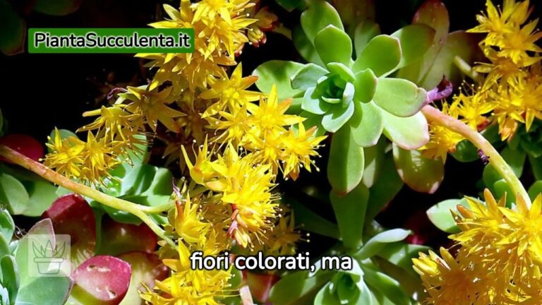 Guida ai Tipi di Sedum: Scopri le Varietà e le Loro Caratteristiche