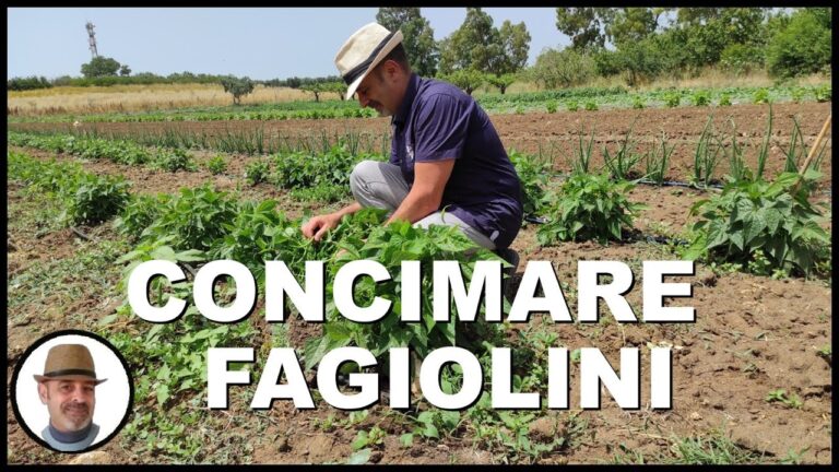 Guida alla Concimazione Efficace dei Fagiolini