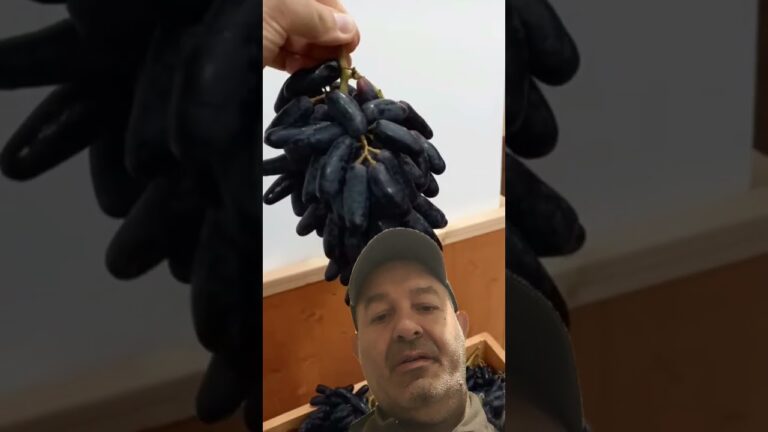 Uva Nera Allungata: Caratteristiche e Vantaggi
