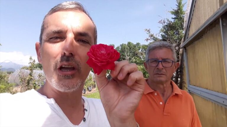 Le Rose Pi&ugrave; Belle: Una Guida ai Nomi Incantevoli